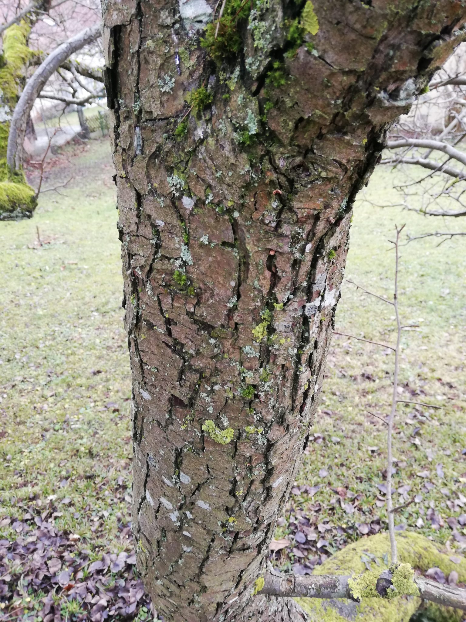 Birne – baumkunde.at