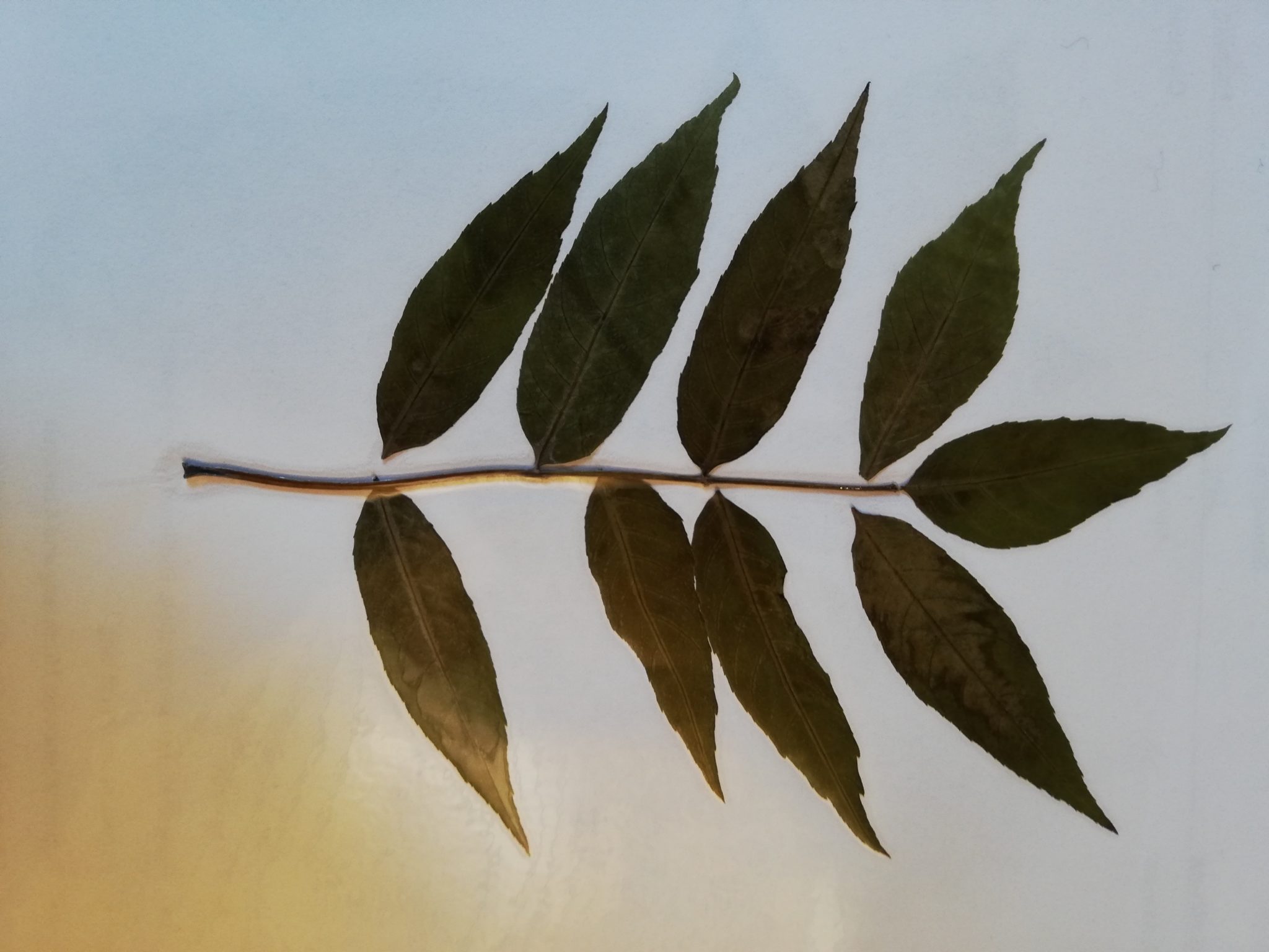 Gemeine Esche baumkunde.at