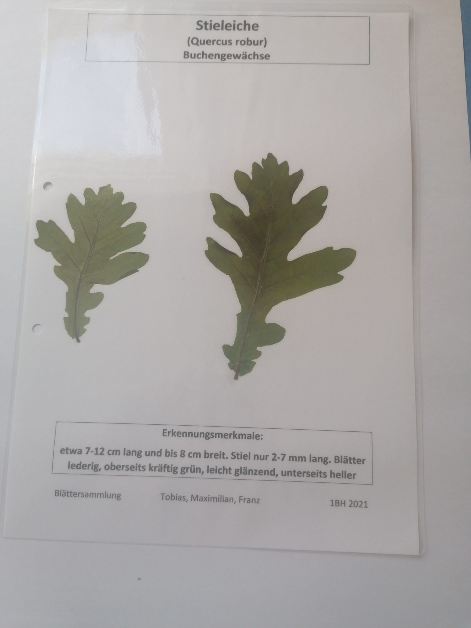 Stieleiche baumkunde.at