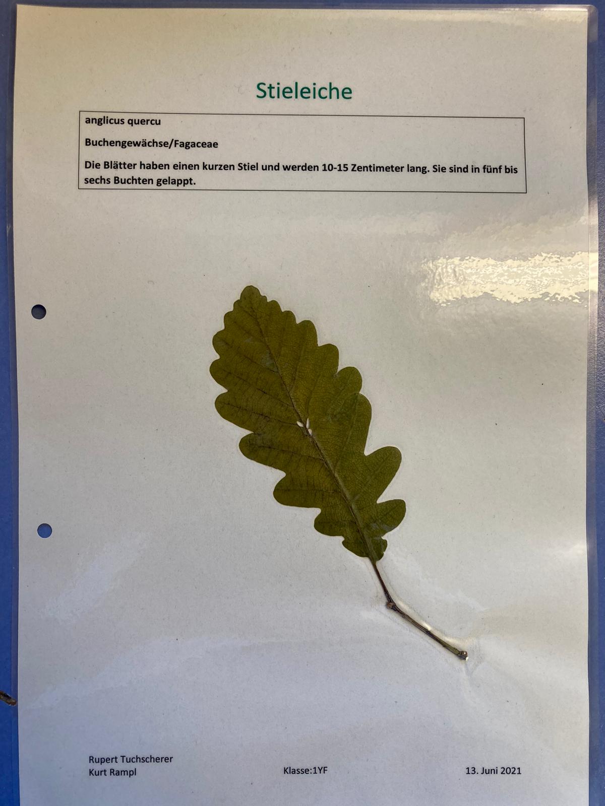 baumkunde.at – Baumbilder zur freien Verwendung