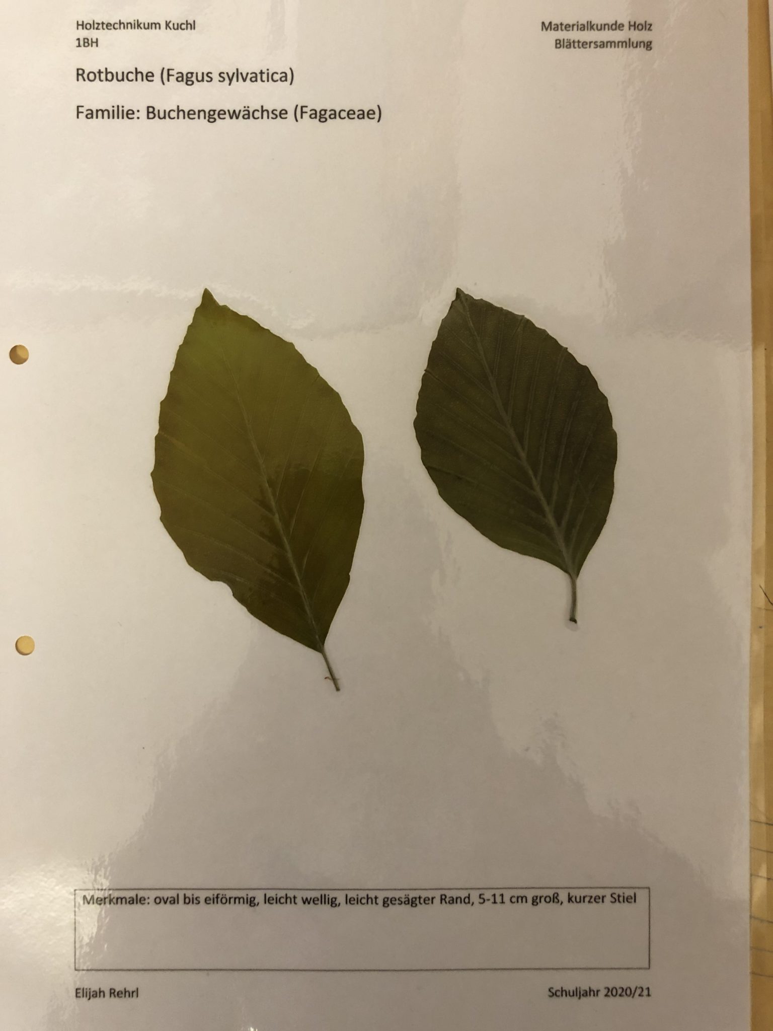 Rotbuche Hainbuche Blatt