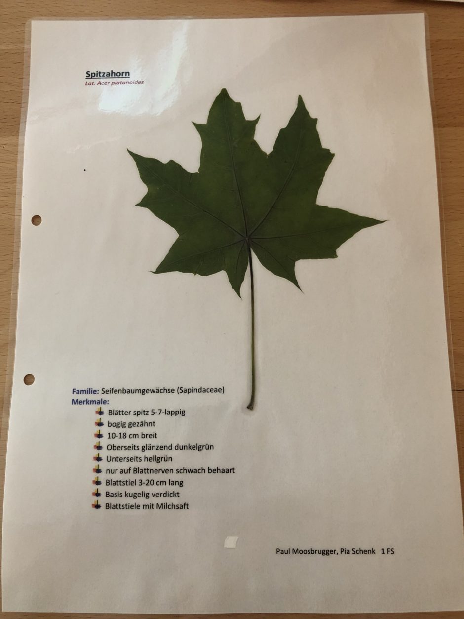 Ahorn – baumkunde.at